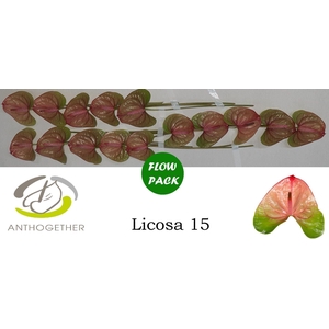 Anthurium andr. 'Licosa'