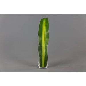 Dracaena Massangeana (air)