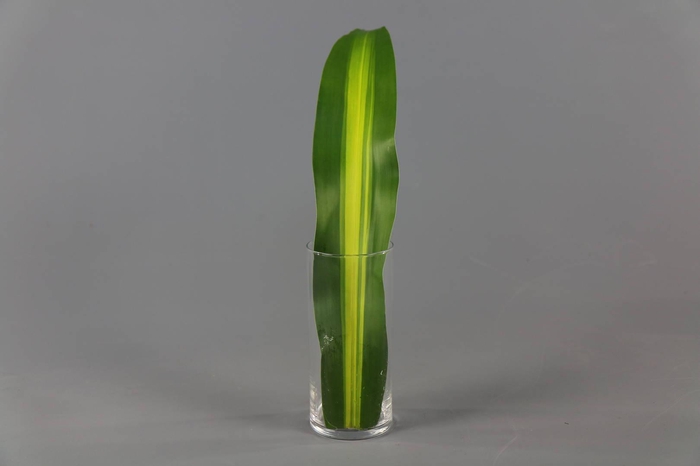 <h4>Dracaena Massangeana (air)</h4>