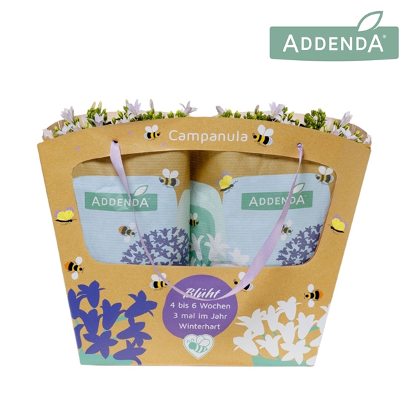 <h4>Campanula Addenda Ambella white in Addenda bag</h4>