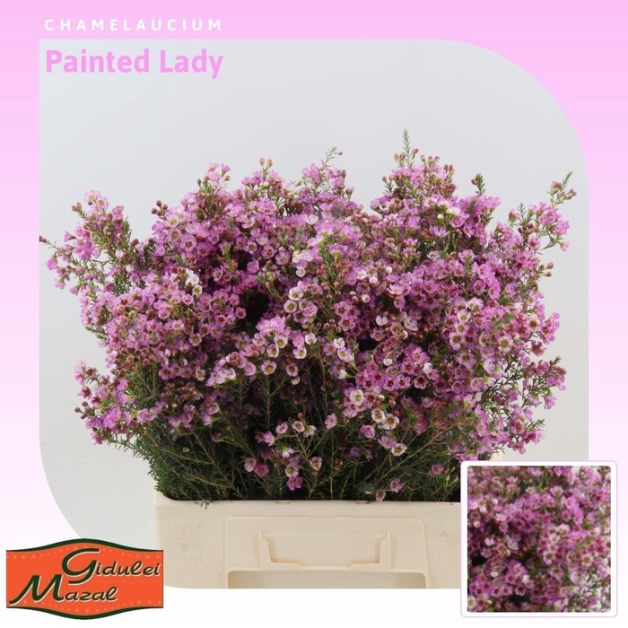 <h4>Chamelaucium 'Painted Lady'</h4>