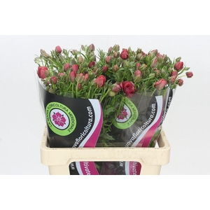 Ranunculus Natura Moderna Energia