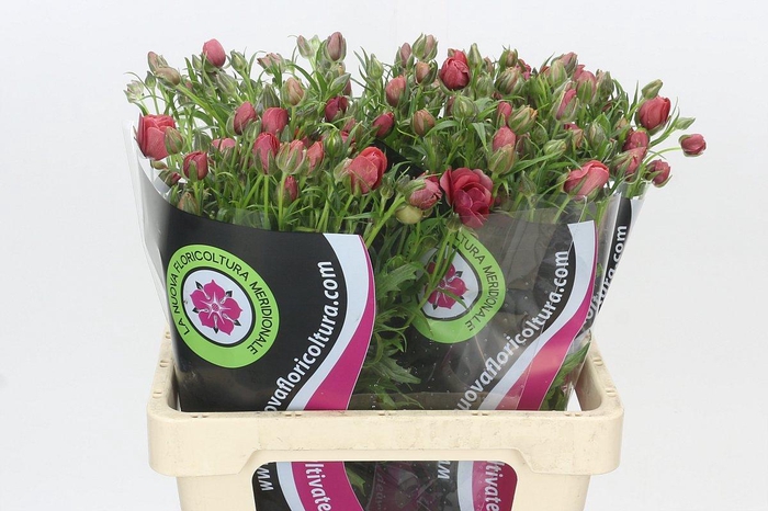 <h4>Ranunculus Natura Moderna Energia</h4>
