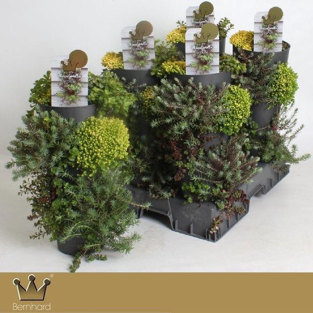 <h4>SEDUM GEM</h4>