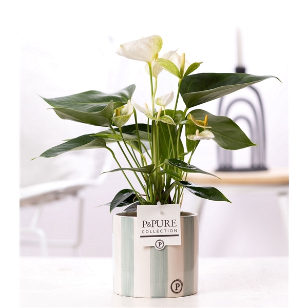 <h4>Anthurium white (Elido) in P&PURE Eline 2 cer. green</h4>