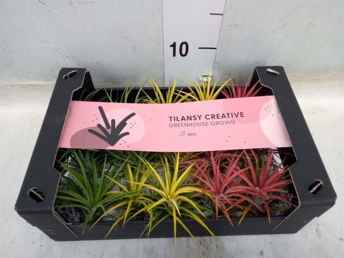 <h4>Tillandsia ionantha</h4>