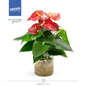 Anthurium - KARMA Red | Agua di Karma | Melkbus