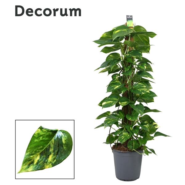 <h4>Scindapsus (Epipremnum) mosstok 120 cm DECORUM</h4>