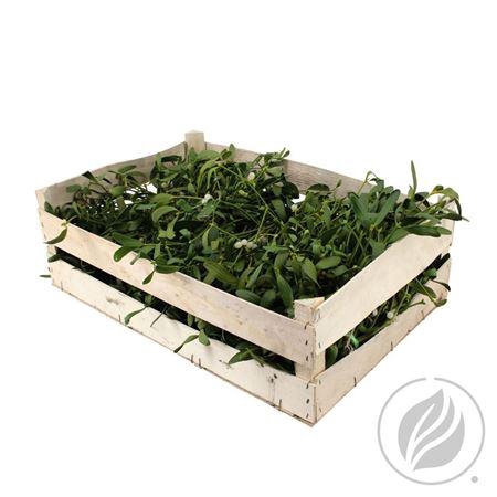 <h4>MISTLETOE x25*#</h4>