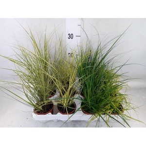 Carex   ...mix