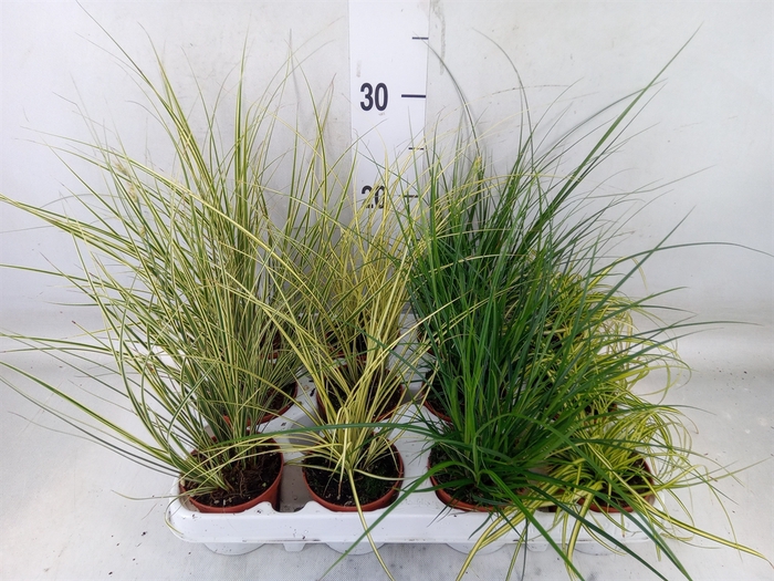 <h4>Carex   ...mix</h4>