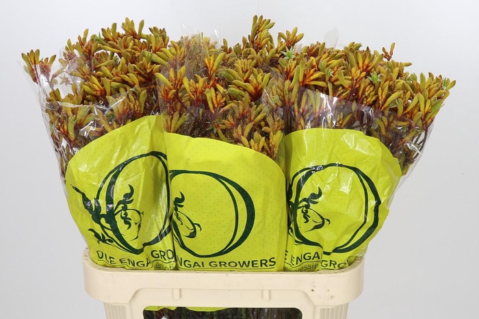 <h4>Anigozanthos Orange Velvet</h4>