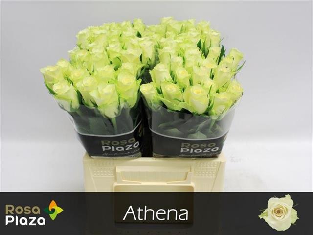 <h4>R GR ATHENA</h4>