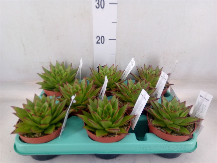 <h4>Echeveria   ...</h4>