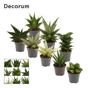 Sansevieria Luxury Mix 6 cm (Decorum)