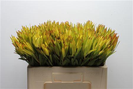 <h4>Leucad Inca Gold</h4>