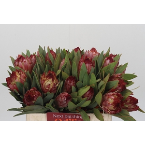 Protea Robijn