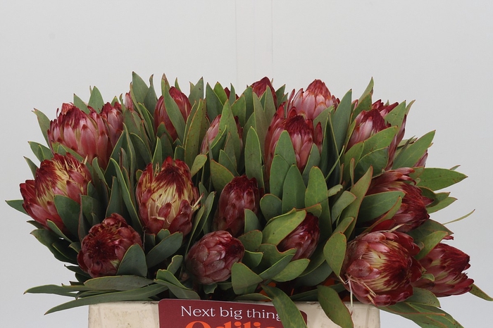 <h4>Protea Robijn</h4>