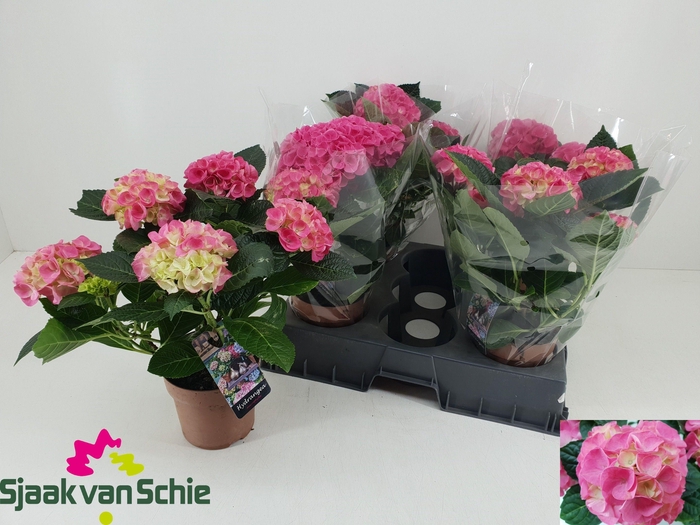 <h4>HYDR M HI MEADOW</h4>