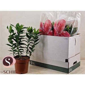 Lil Or Magny Cours 5+