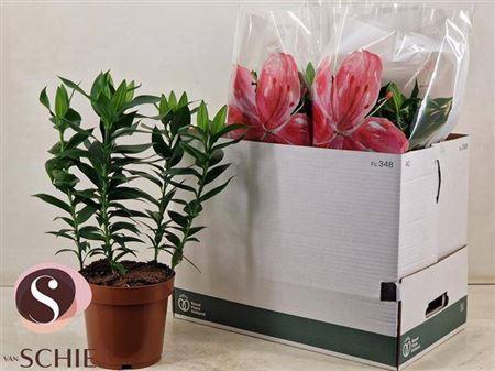 <h4>Lil Or Magny Cours 5+</h4>