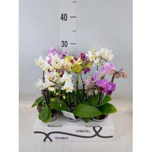 Phalaenopsis   ...mini