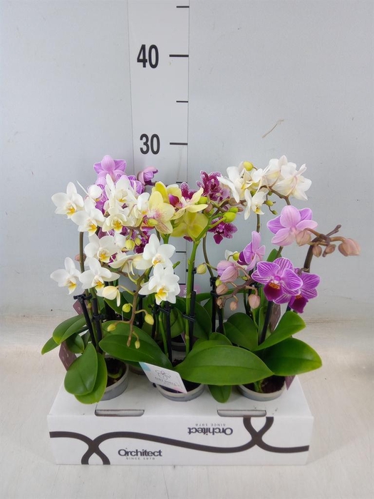 <h4>Phalaenopsis ...mini</h4>