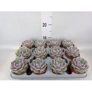 Echeveria   ...