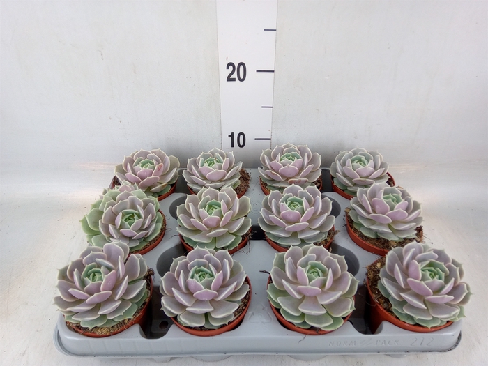 <h4>Echeveria   ...</h4>