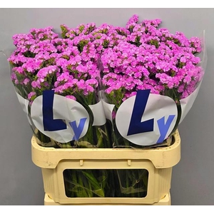 LIM S ROSEL SU BIRDS