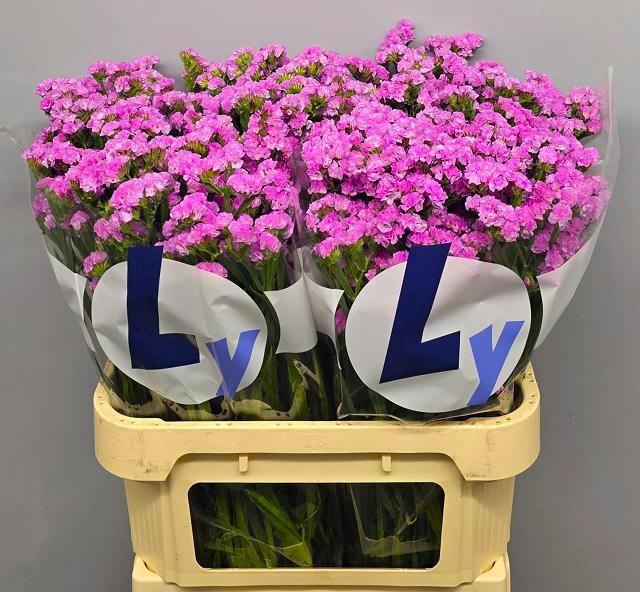 <h4>LIM S ROSEL SU BIRDS</h4>