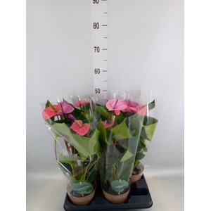 Anthurium andr. 'Cavalli'