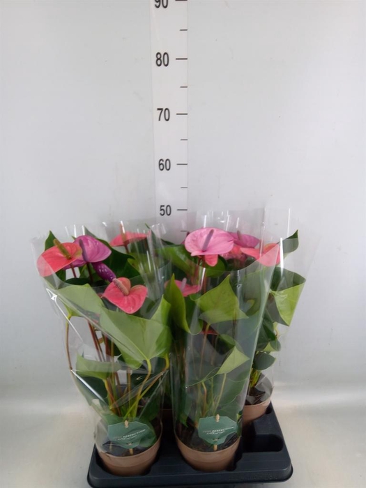 <h4>Anthurium andr. 'Cavalli'</h4>
