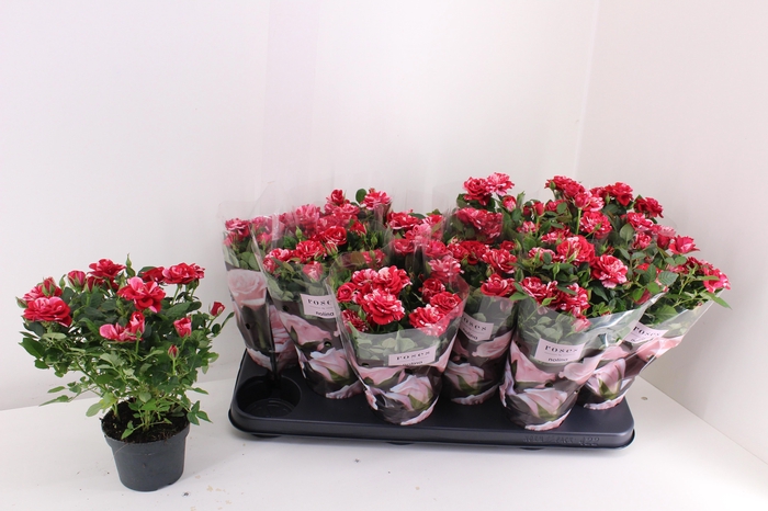 <h4>RO GIGI PARTY</h4>