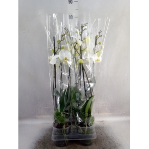 Phalaenopsis   ...white