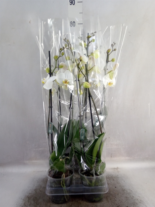 <h4>Phalaenopsis   ...white</h4>