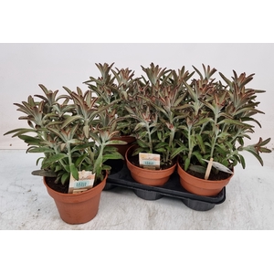 KALANCHOE TOMENTOSA