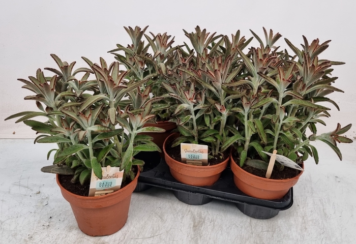 <h4>KALANCHOE TOMENTOSA</h4>