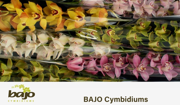 <h4>CYMB T GEM</h4>