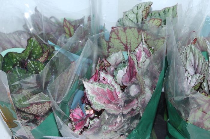 <h4>BEGONIA REX P17 PO</h4>