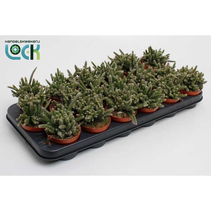 <h4>RHIPSALIS BACCIFERA</h4>