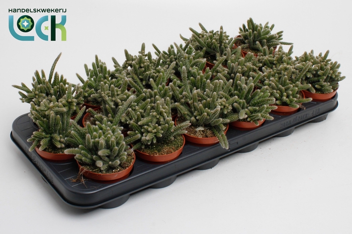 RHIPSALIS BACCIFERA