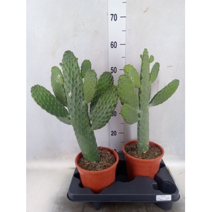 Opuntia