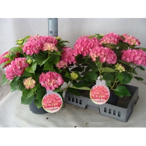 Hydrangea mac.   ...