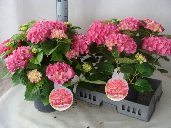 <h4>Hydrangea mac.   ...</h4>
