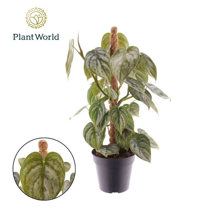 <h4>Philodendron Brandtianum Mosstok</h4>