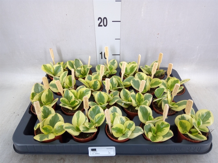 <h4>Peperomia obt. 'Obtipan Bicolor'</h4>