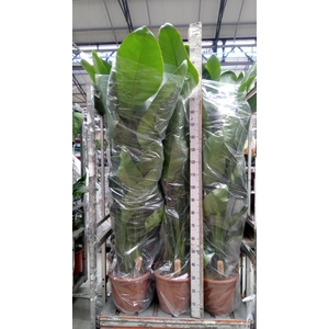 Strelitzia nicolai