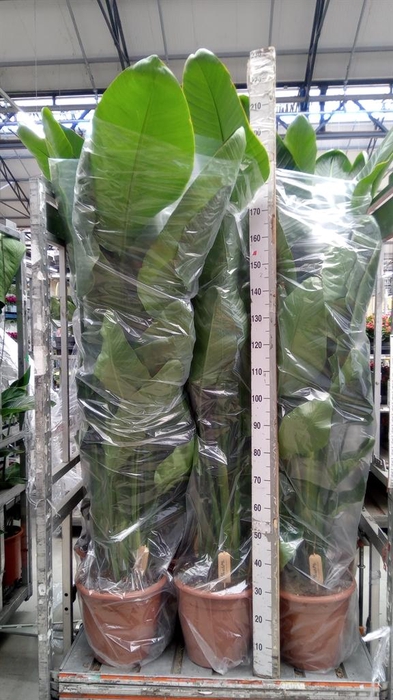 <h4>Strelitzia nicolai</h4>