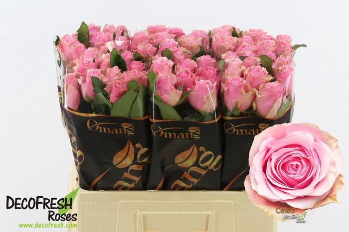 <h4>Rosa GR 'Celeb'</h4>